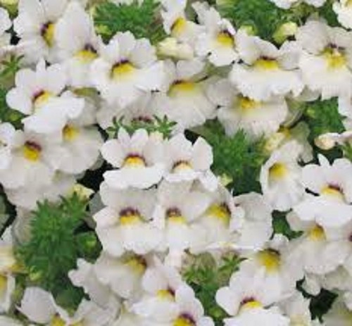 Scented nemesia white - 6,