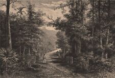 Palembang - View near the Keraton, Sacred Grove. Sumatra, Indonesia 1885 print
