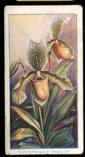 Tobacco card carreras - tobacco,