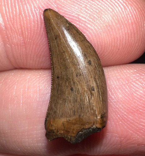 Nanotyrannus fossil dinosaur - nanotyrannus,