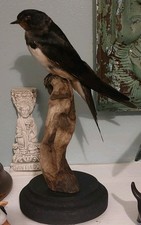 Taxidermy  (Juvenile) Swallow
