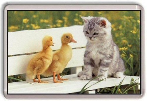 Ducks and cat - ducks,