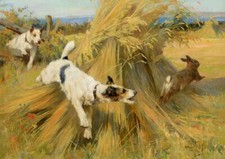 WIRE FOX TERRIER DOGS CHASE