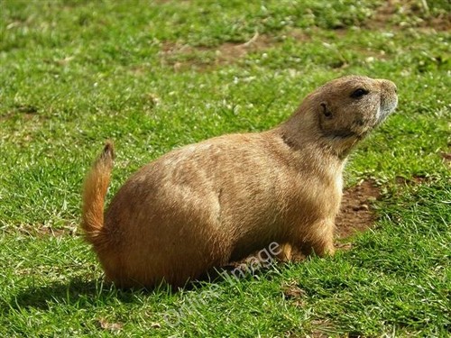 Photo 6x4 prairie dog belfast - prairie,