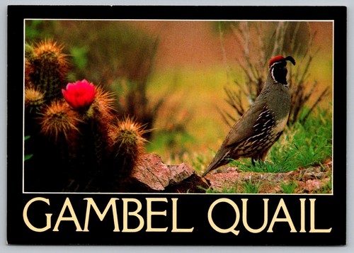 Gambel quail bird continental - gambel,