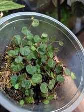Begonia lichenora terrarium - begonia,