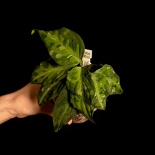 Aglaonema pictum 'Tricolor'