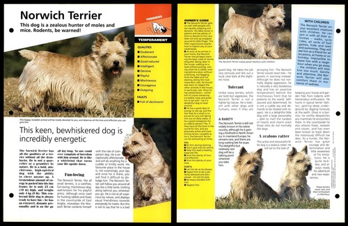 Norwich terrier temperament - terrier,