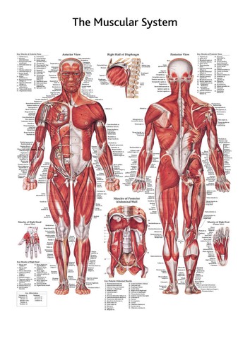 The muscular system anatomical - system,