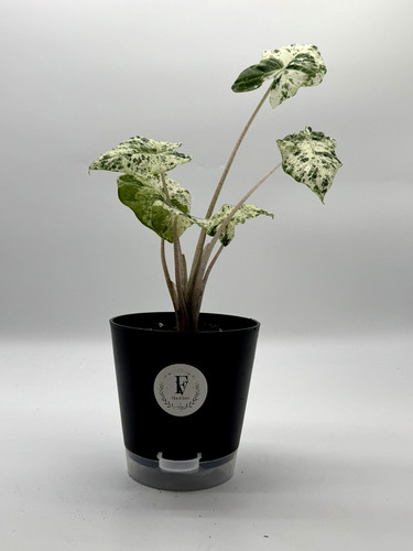 Alocasia odora batik - alocasia,