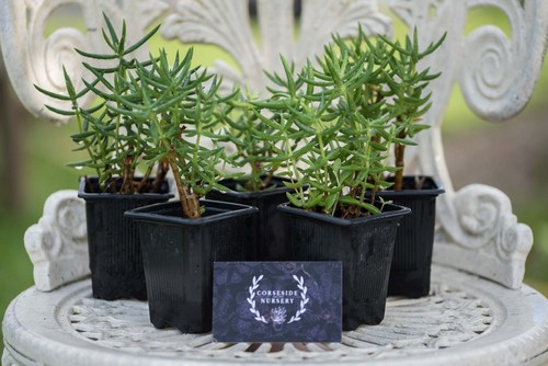 Live plants crassula - live,