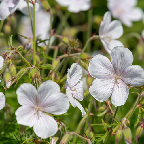 Geranium clarkei kashmir - geranium, 'kashmir