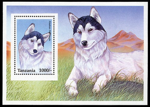 Alaskan malamute husky sled - alaskan,