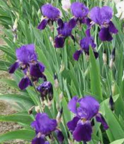 Purple bearded iris 2 - purple,