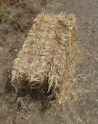 Conventional rye straw - rye, soft