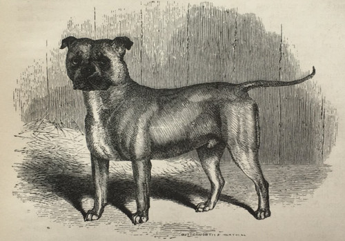 Bull dog antique print 1881 - bull,