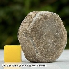 Ichthyosaur vertebra fossil - vertebra,