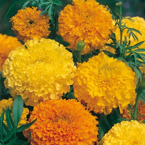 Marigold african sunset - -, african,