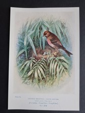 Antique 1910 print - Lesser