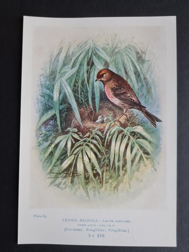 Antique 1910 print - -, lesser