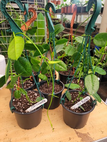 Hoya ruthie med large - cv,