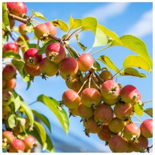 5 Crab Apple Trees 3-4ft, Native Malus Hedging,Make your own Cider & Jelly