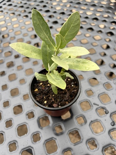 Giant milkweed calotropis - giant, ,