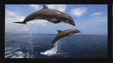 Bottlenose Dolphin Ocean Bar