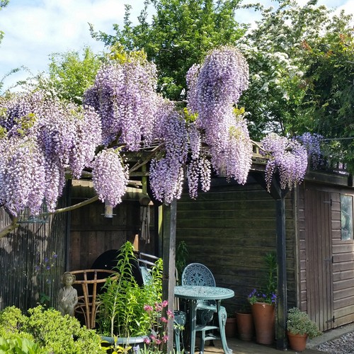 Wisteria plant hardy climbing - hardy,