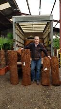 2ft Trunk Dicksonia Antarctica  Premium Quality Tree Fern hardy 