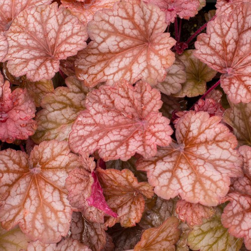 Heuchera coral berry - heuchera,