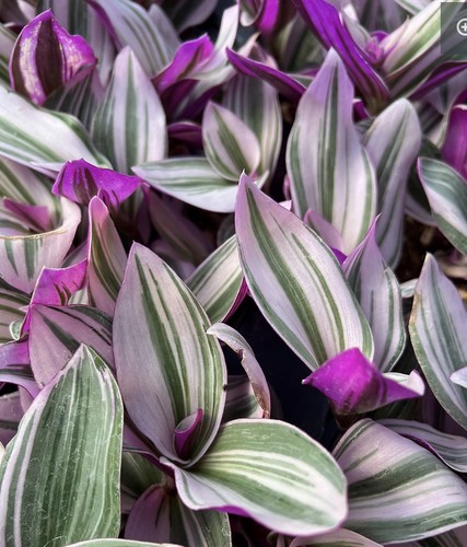Rooted tradescantia nanouk - 1x,