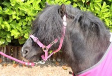 Ruggles Shetland-Miniature