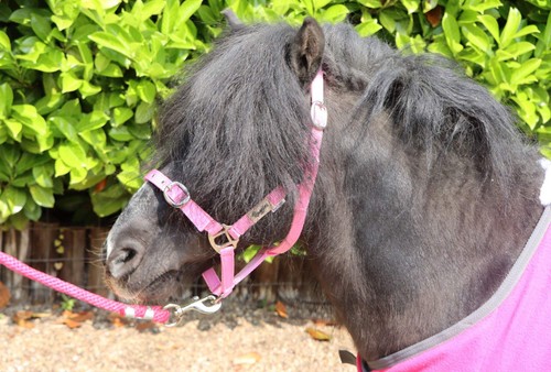 Ruggles shetland miniature - ruggles, shetland-miniature
