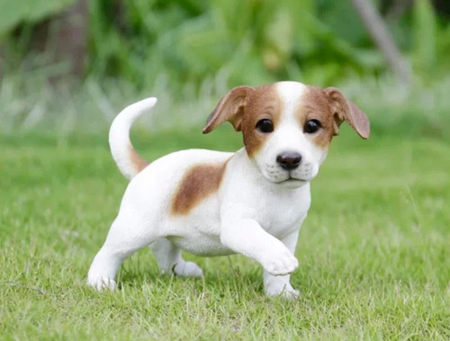 Jack russell terrier - russell,