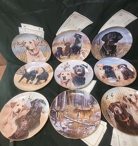 Labrador retrievers danbury - labrador,