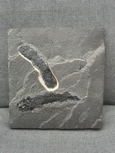 Rare orkney fossil fish - rare, double