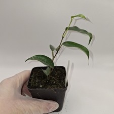 Ficus Benjamina Rooted Cutting