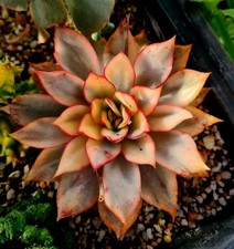 Echeveria Esther | variegated