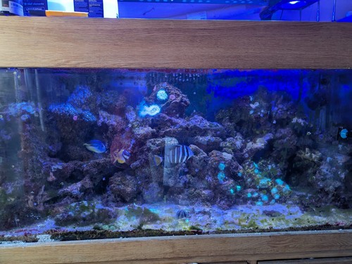 Marine tank complete setup - marine,