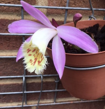 Pleione (unnamed variety). 2