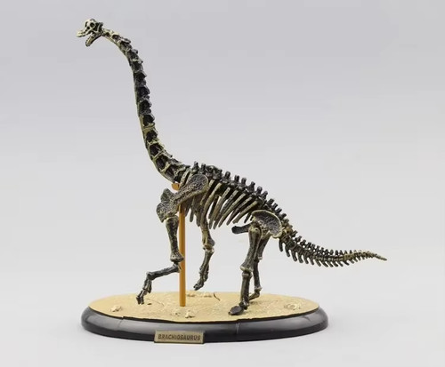 Dinosaur bones stegosaurus - bones,