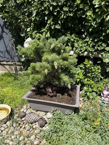Large japanese black pine - large,