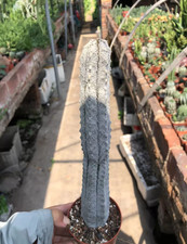 Euphorbia Abdelkuri Cactus