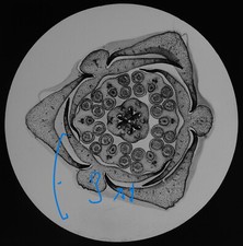 Microscope Photo BUD OF LILY