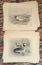 Lot of 45 Antique Bird Prints by Frederick William Frohawk (1861-1946)