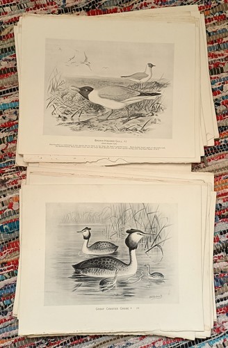 Lot antique bird prints - antique,
