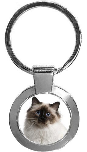 Birman cat pet luxury - birman,