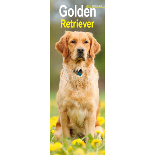 Golden retriever slim 2027 - golden,