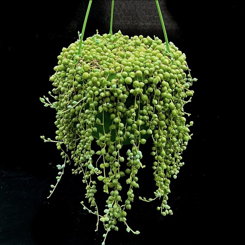 Senecio rowleyanus string of - rowleyanus, "string